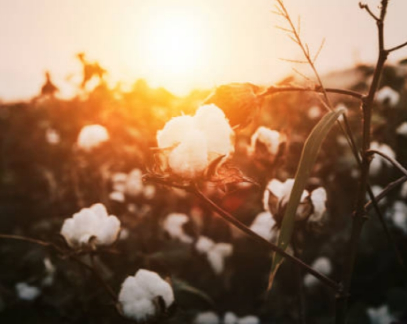 BetterCotton_Slice2
