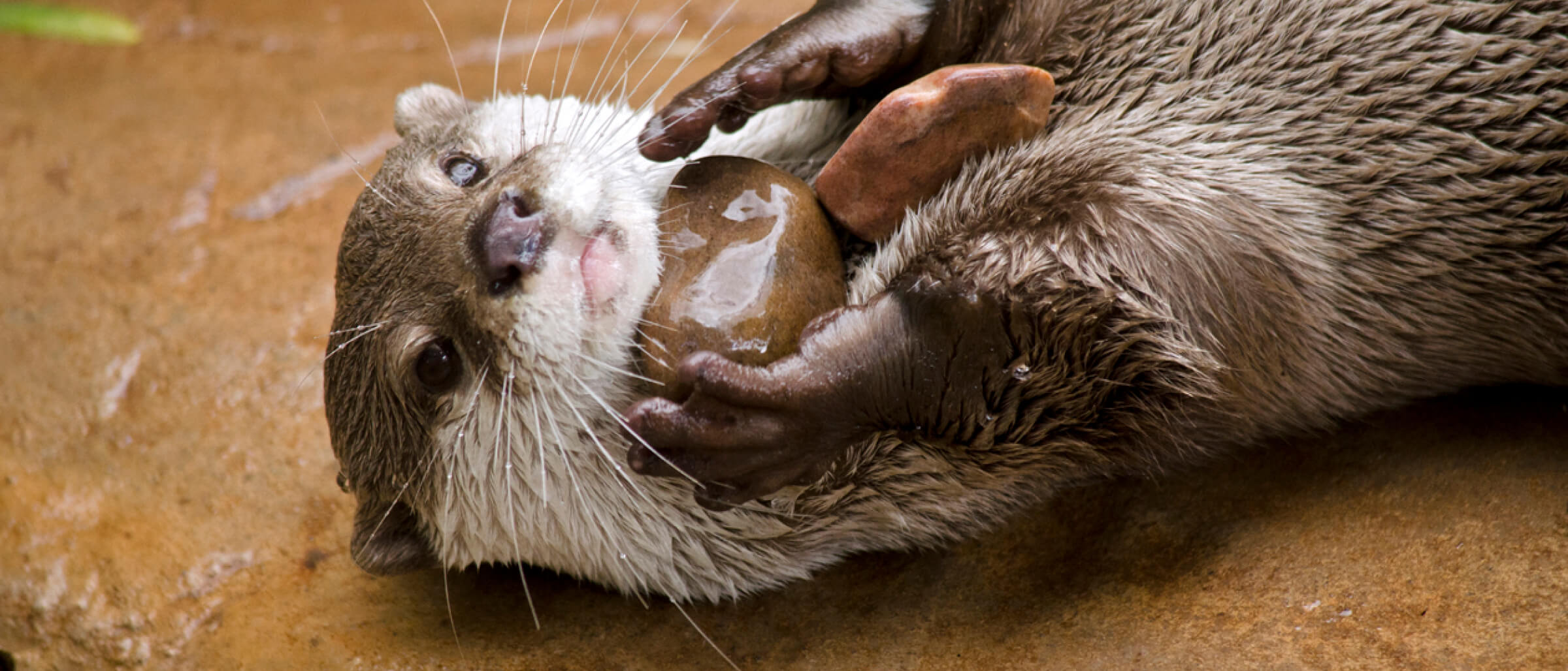 Otters